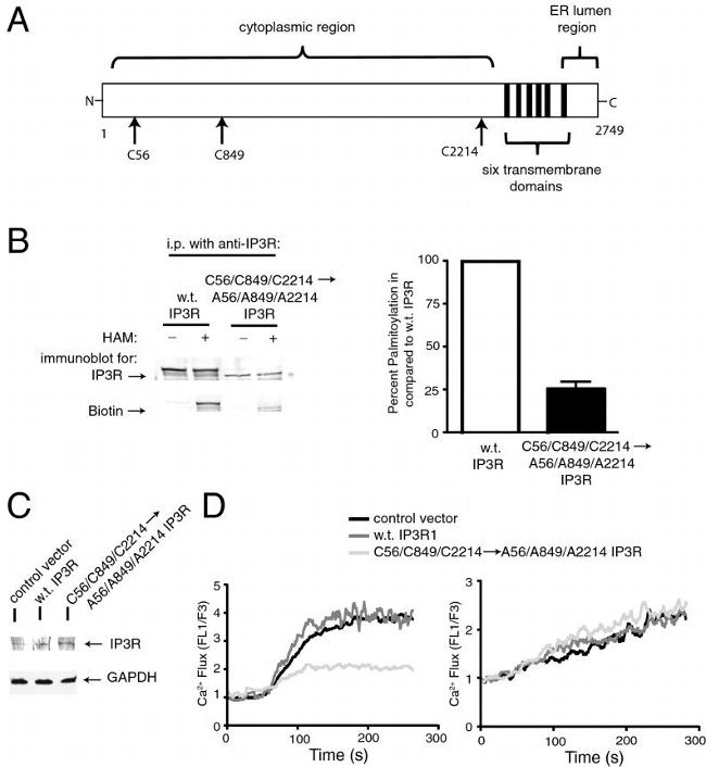 IP3 Receptor 1 Antibody in Immunoprecipitation (IP)