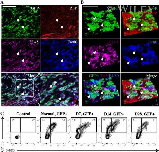 CD11b Antibody in Immunohistochemistry, Flow Cytometry (IHC, Flow)