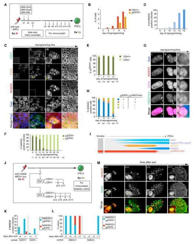 Nanog Antibody in Immunocytochemistry (ICC/IF)