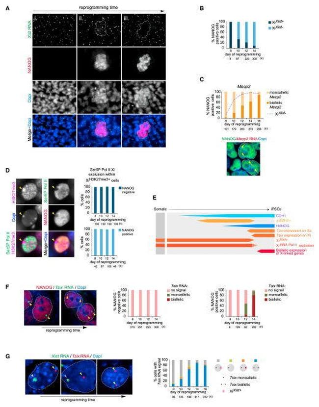 Nanog Antibody in Immunocytochemistry (ICC/IF)