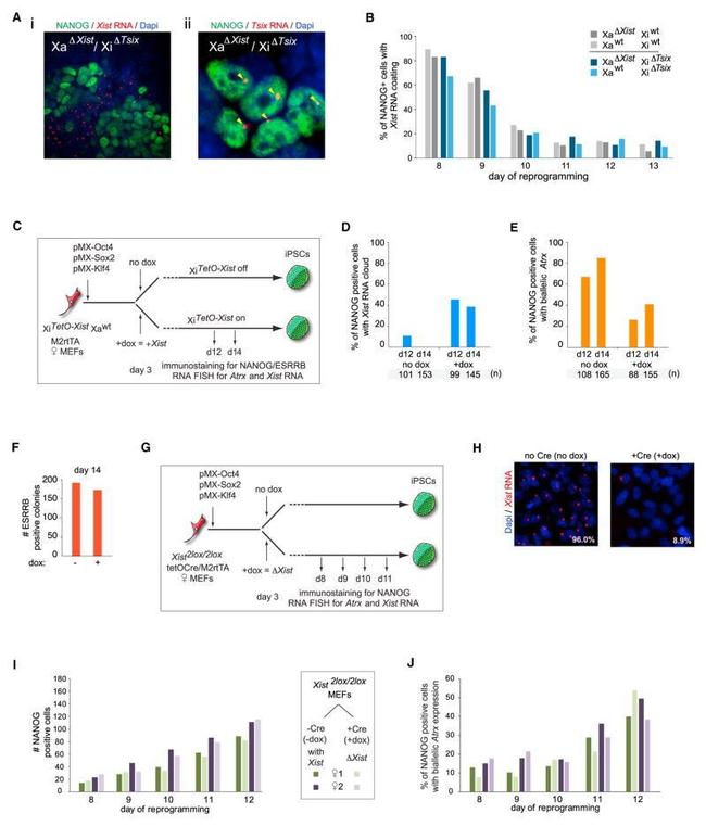 Nanog Antibody in Immunocytochemistry (ICC/IF)