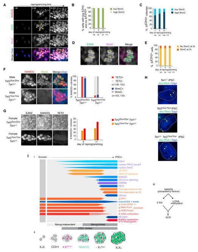 Nanog Antibody in Immunocytochemistry (ICC/IF)