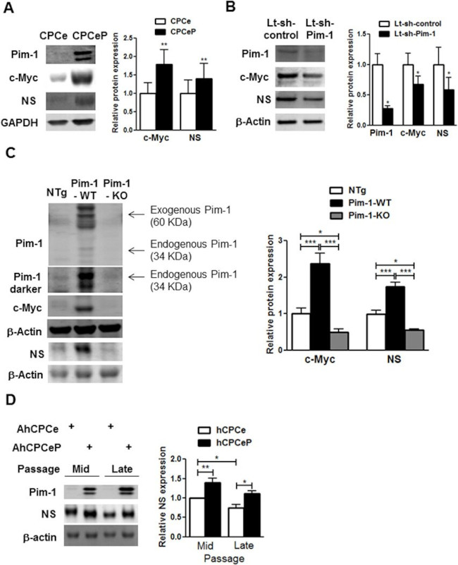 PIM1 Antibody in Western Blot (WB)