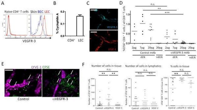 VEGF Receptor 3 Antibody in Immunohistochemistry, Flow Cytometry (IHC, Flow)