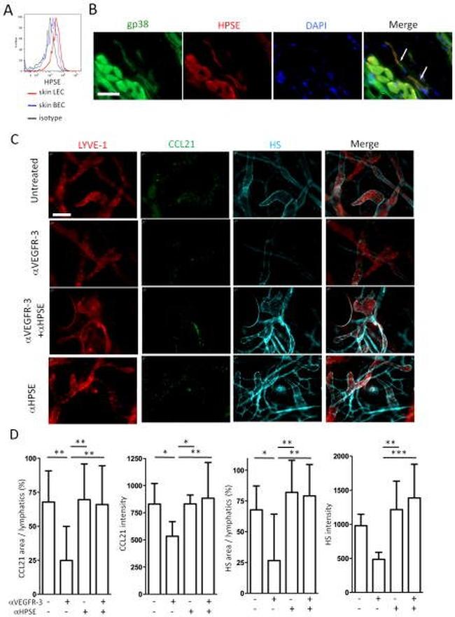 CD31 (PECAM-1) Antibody in Flow Cytometry (Flow)