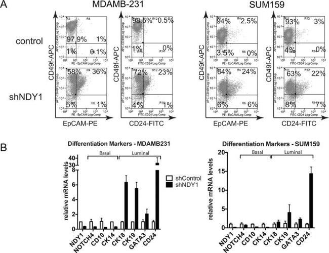 CD24 Antibody in Flow Cytometry (Flow)