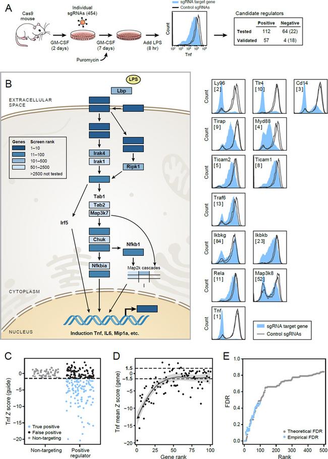 TNF alpha Antibody in Flow Cytometry (Flow)