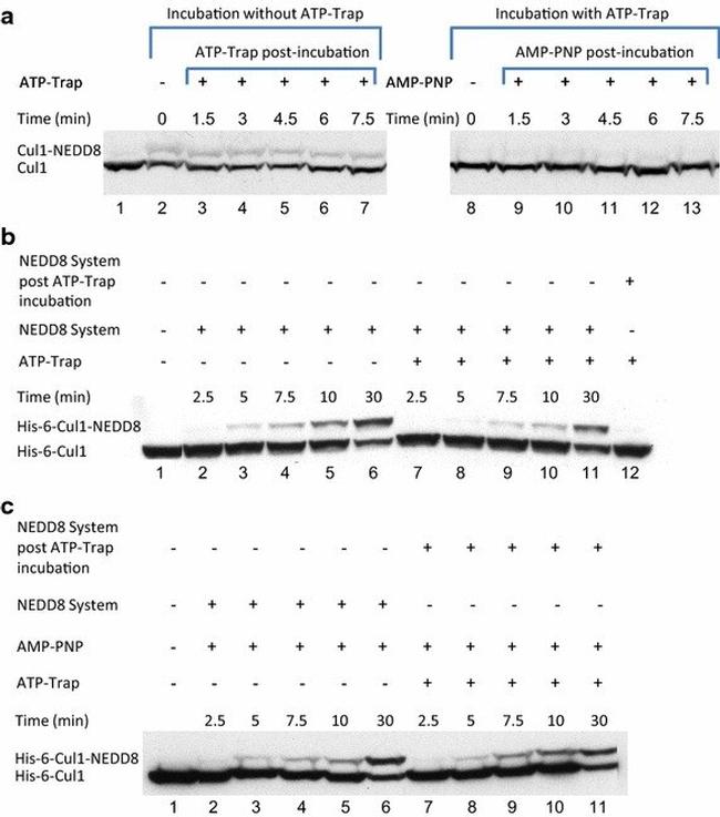 Cullin 1 Antibody in Western Blot (WB)