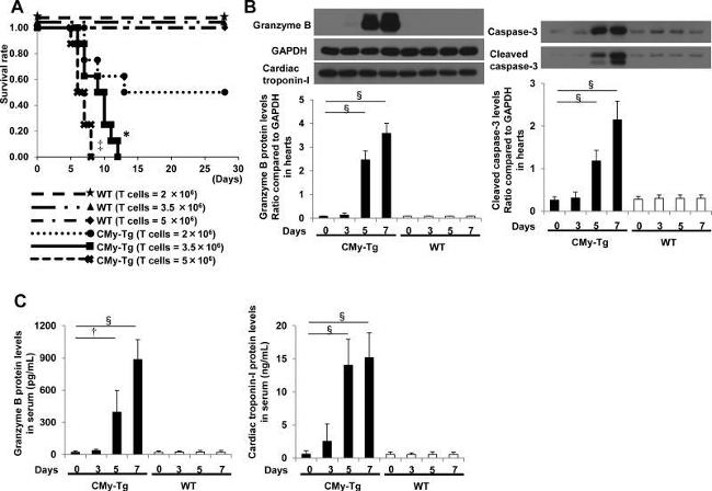 Granzyme B Antibody in Western Blot (WB)