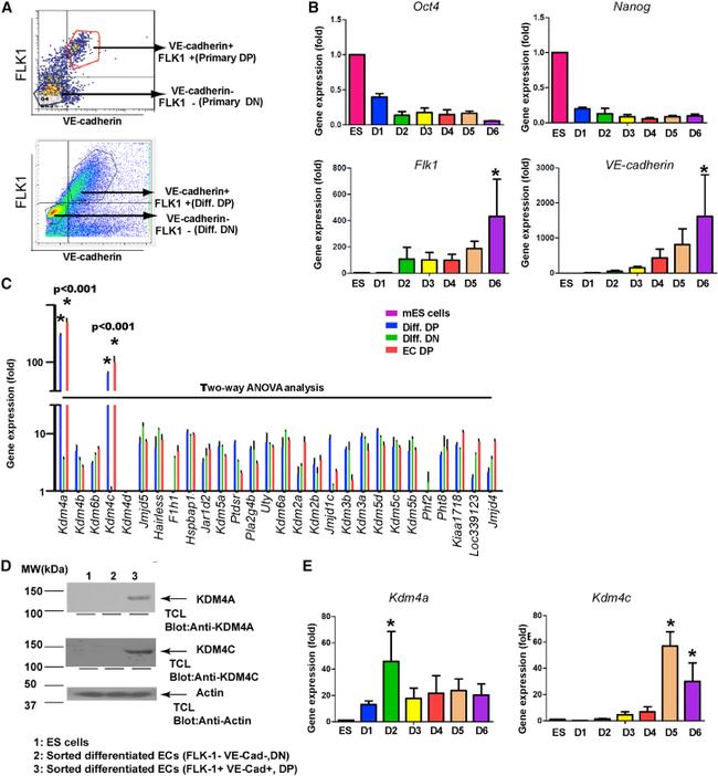 CD309 (FLK1) Antibody in Flow Cytometry (Flow)