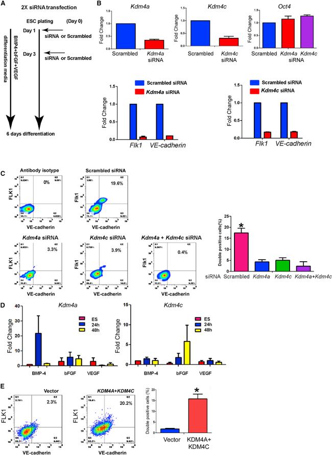 CD309 (FLK1) Antibody in Flow Cytometry (Flow)