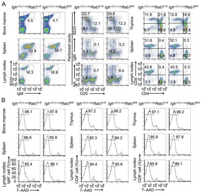 CD5 Antibody in Flow Cytometry (Flow)