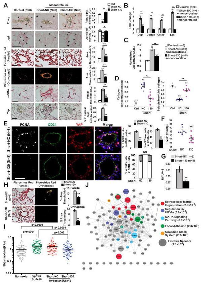 PCNA Antibody in Immunohistochemistry (IHC)