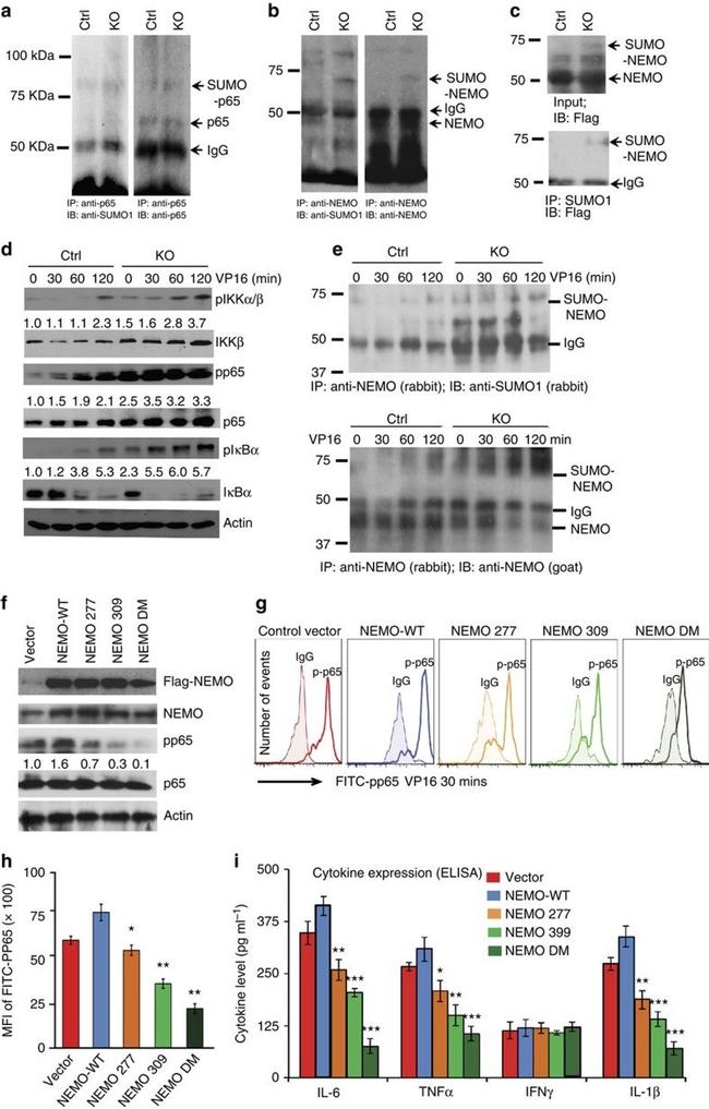 IL-1 beta Antibody in ELISA (ELISA)