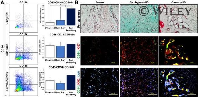 CD34 Antibody in Flow Cytometry (Flow)