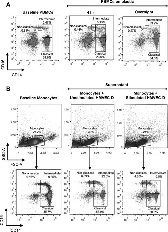 CD16 Antibody in Flow Cytometry (Flow)