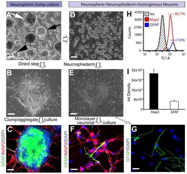 GFAP Antibody in Flow Cytometry (Flow)