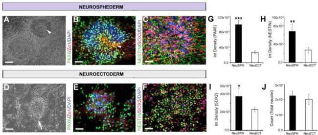 ZO-1 Antibody in Immunocytochemistry (ICC/IF)