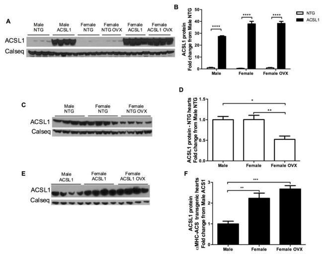 Calsequestrin Antibody in Western Blot (WB)