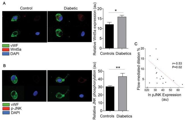 WNT5A Antibody in Immunocytochemistry (ICC/IF)