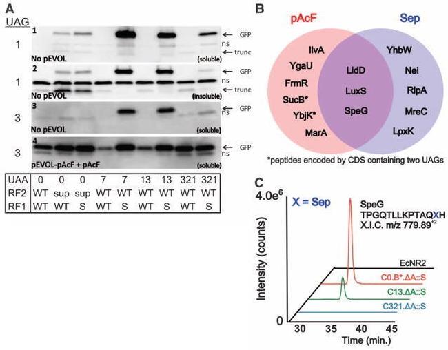 GFP Antibody in Western Blot (WB)