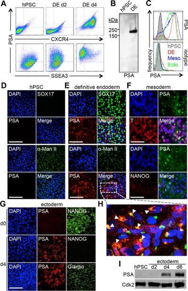 SSEA3 Antibody in Flow Cytometry (Flow)