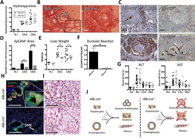 CD326 (EpCAM) Antibody in Immunohistochemistry (IHC)