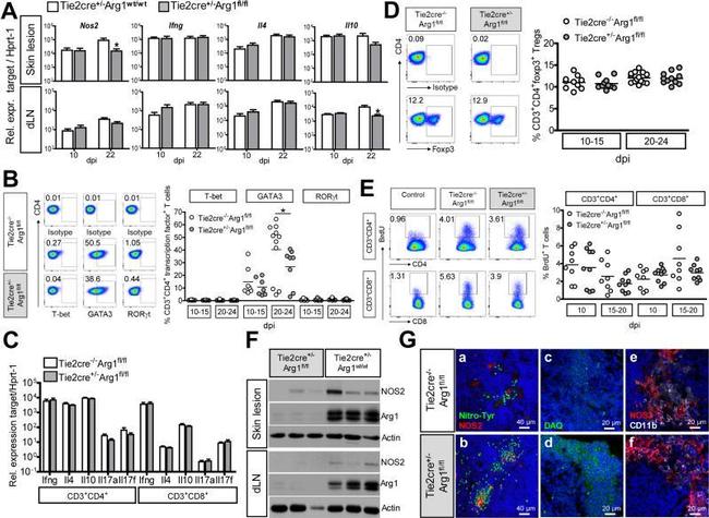 CD3 Antibody in Flow Cytometry (Flow)