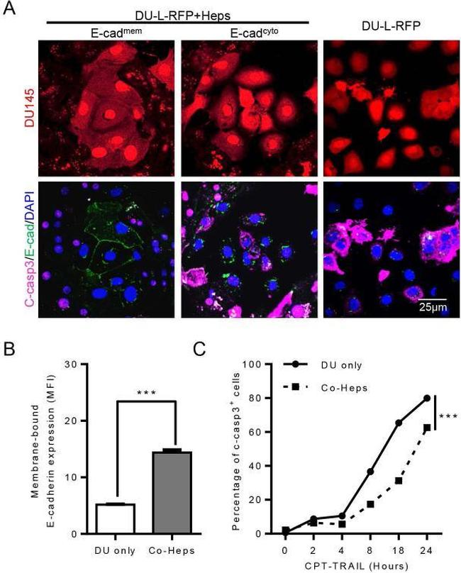 E-cadherin Antibody in Immunocytochemistry (ICC/IF)