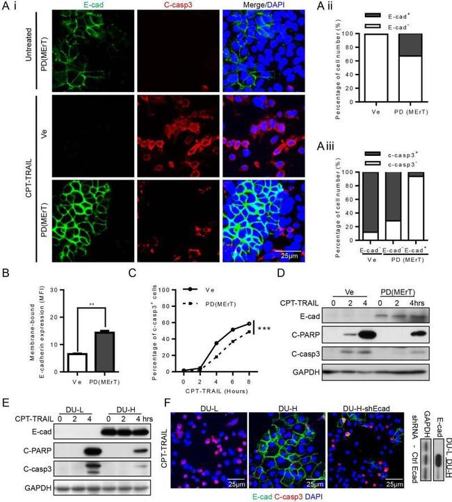 E-cadherin Antibody in Immunocytochemistry (ICC/IF)