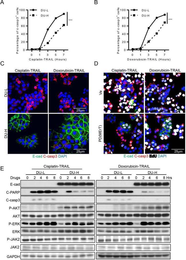 E-cadherin Antibody in Immunocytochemistry (ICC/IF)