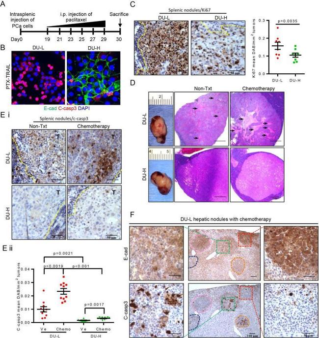 E-cadherin Antibody in Immunocytochemistry (ICC/IF)