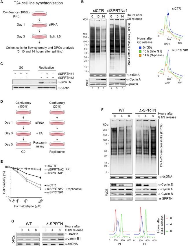 Lamin B1 Antibody in Western Blot (WB)