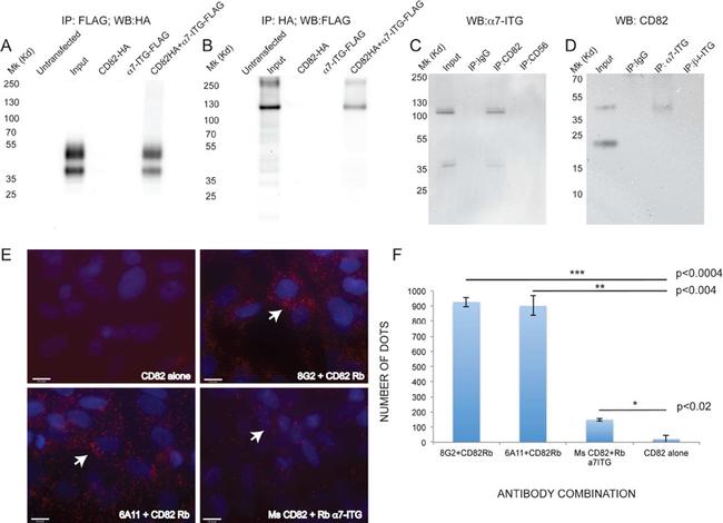 CD82 Antibody in Immunoprecipitation (IP)