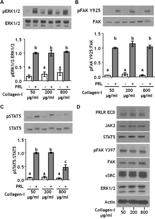 Phospho-STAT5 alpha (Tyr694) Antibody in Western Blot (WB)