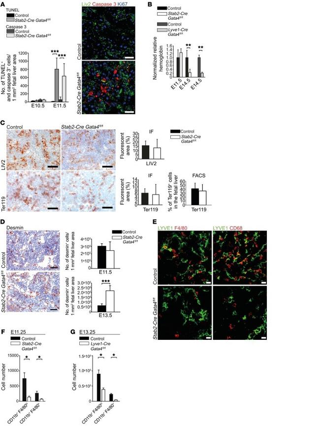 F4/80 Antibody in Flow Cytometry (Flow)