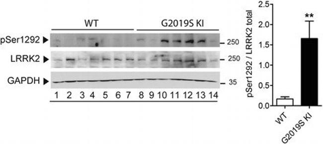 GAPDH Antibody in Western Blot (WB)