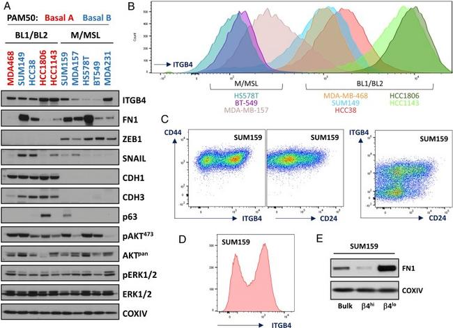 CD104 (Integrin beta 4) Antibody in Flow Cytometry (Flow)