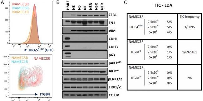 CD104 (Integrin beta 4) Antibody in Flow Cytometry (Flow)