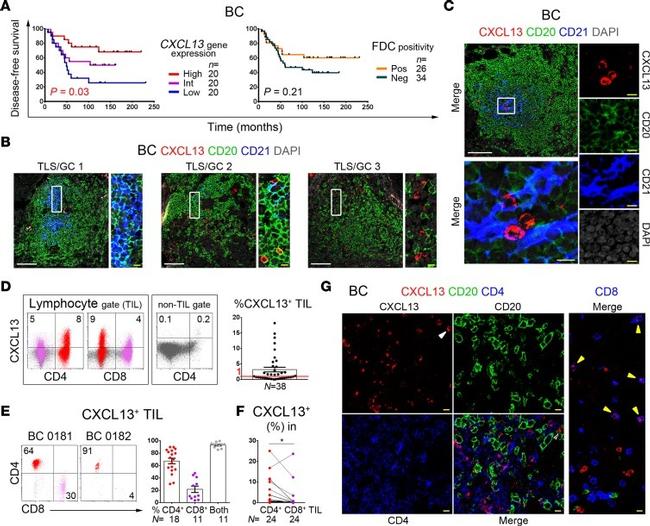 CD4 Antibody in Flow Cytometry (Flow)