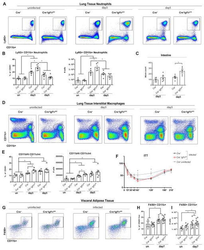 F4/80 Antibody in Flow Cytometry (Flow)