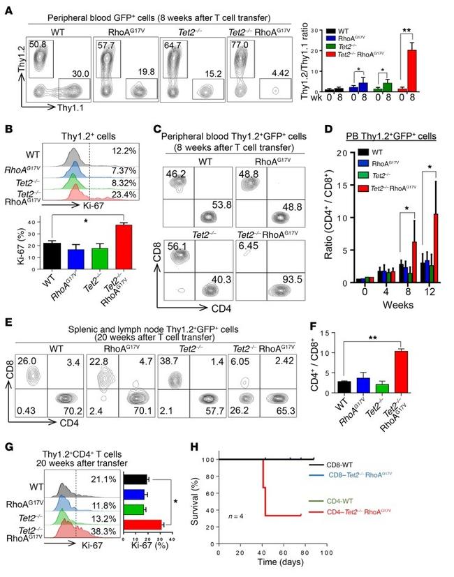 CD90.1 (Thy-1.1) Antibody in Flow Cytometry (Flow)