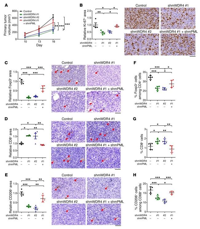 CD8a Antibody in Immunohistochemistry (IHC)