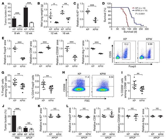 CD4 Antibody in Flow Cytometry (Flow)