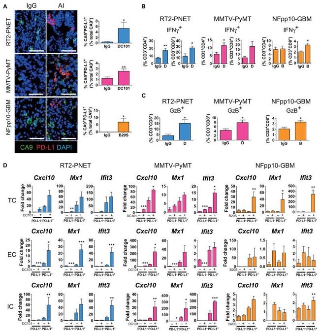 Granzyme B Antibody in Flow Cytometry (Flow)