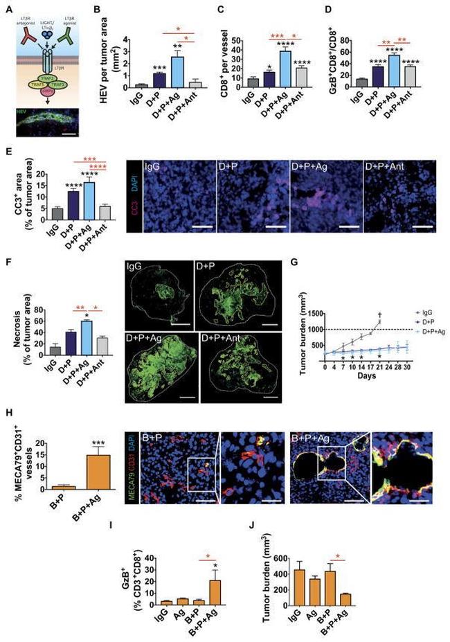 Granzyme B Antibody in Flow Cytometry (Flow)