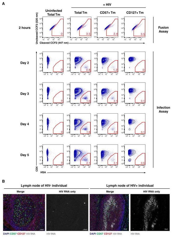 CD57 Antibody in Immunohistochemistry, Flow Cytometry (IHC, Flow)