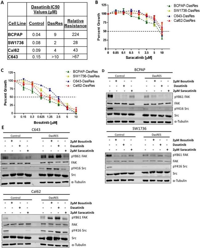 Phospho-FAK (Tyr861) Antibody in Western Blot (WB)