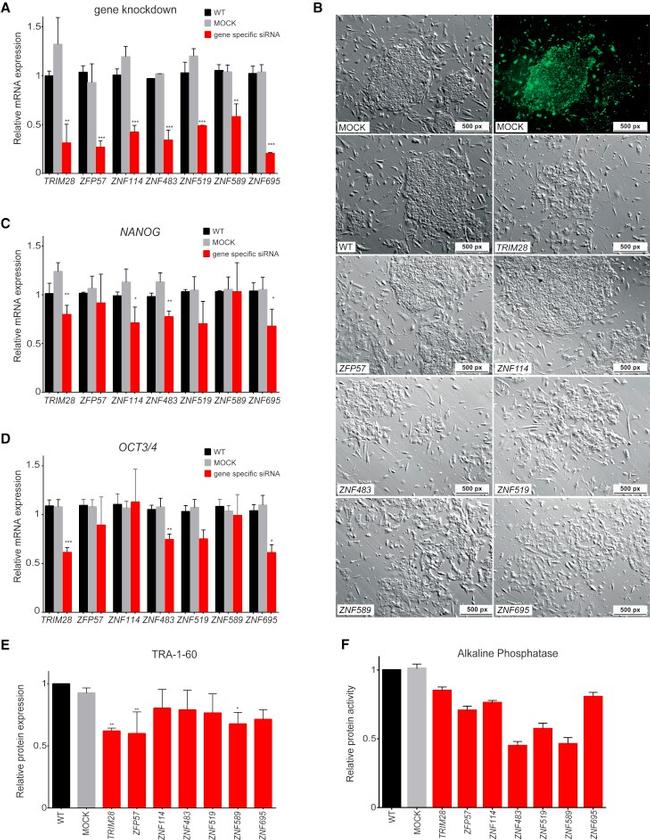 TRA-1-60 (Podocalyxin) Antibody in Flow Cytometry (Flow)