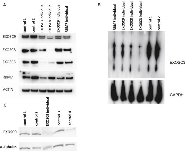 alpha Tubulin Antibody in Western Blot (WB)